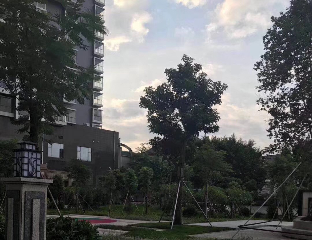 宝安沙井村委统建楼《怡欣花园》4栋大型花园房 自带商业，充足停车位