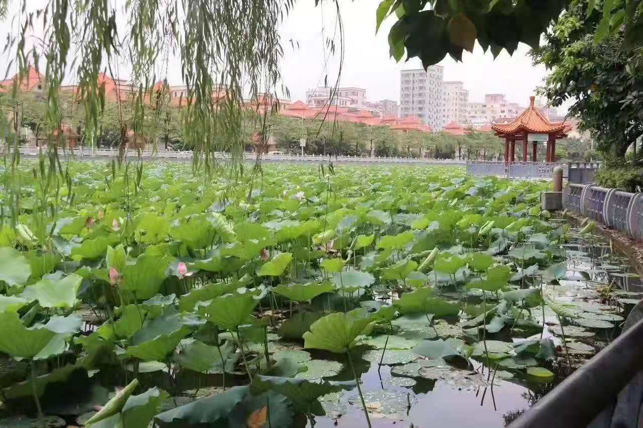 东莞长安厦岗《南湖一号》轻轨旁小产权房，总价19.8万起，合法报建！